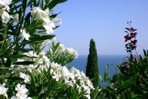 世界登山青年导师生态修复示范区第6批挂牌名单，国际登山比赛